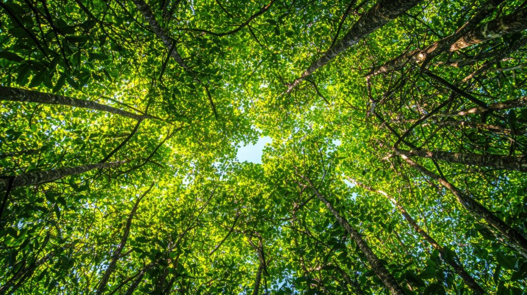 View looking up at green tree canopy with sunlight filtering through leaves, creating a circular opening and a pattern of intersecting branches.
